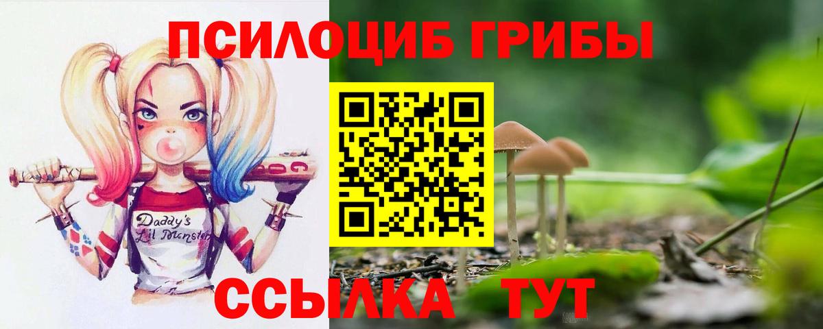 Псилоцибиновые грибы Psilocybe Белореченск